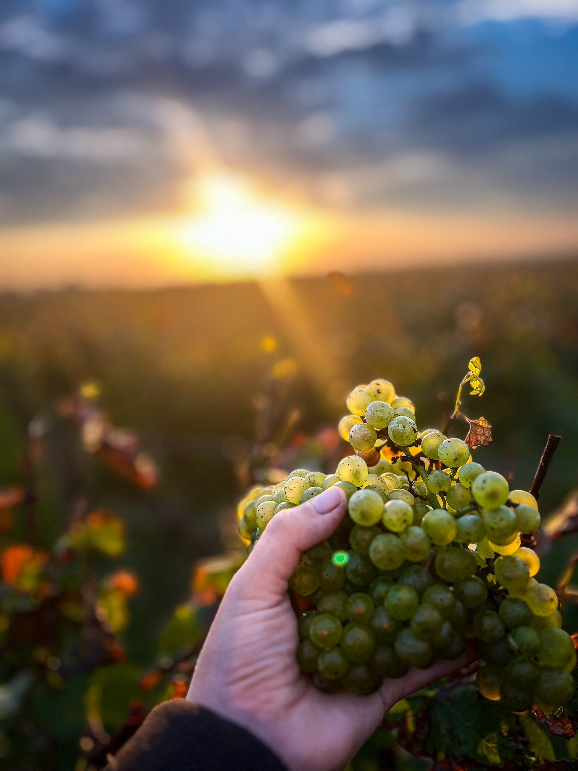 Une main de vigneron tient une grappe de raisin