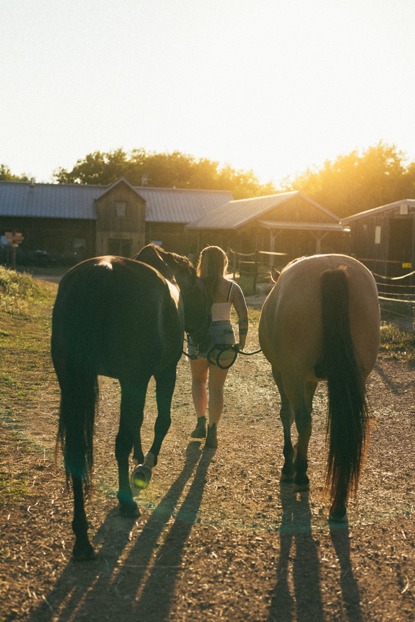 Chevaux dans les vignes de Camille Thiriet au coucher du soleil