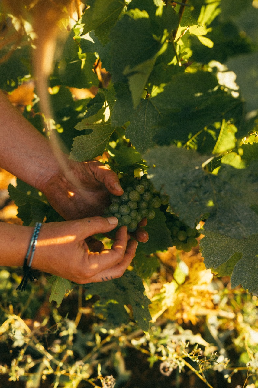 Camille Thiriet dans ses vignes au coucher du soleil