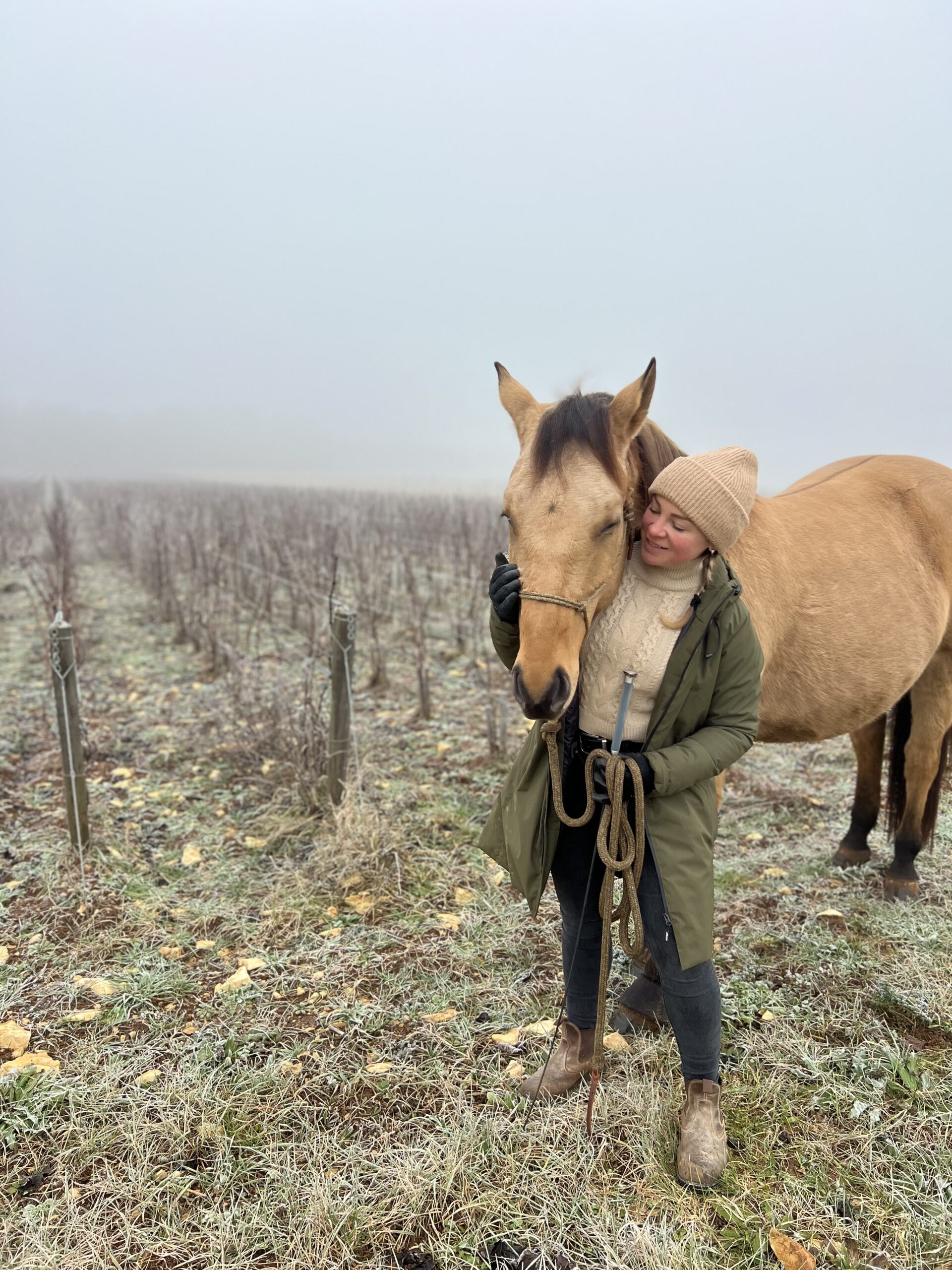 Cheval au travail dans les vignes de Camille Thiriet