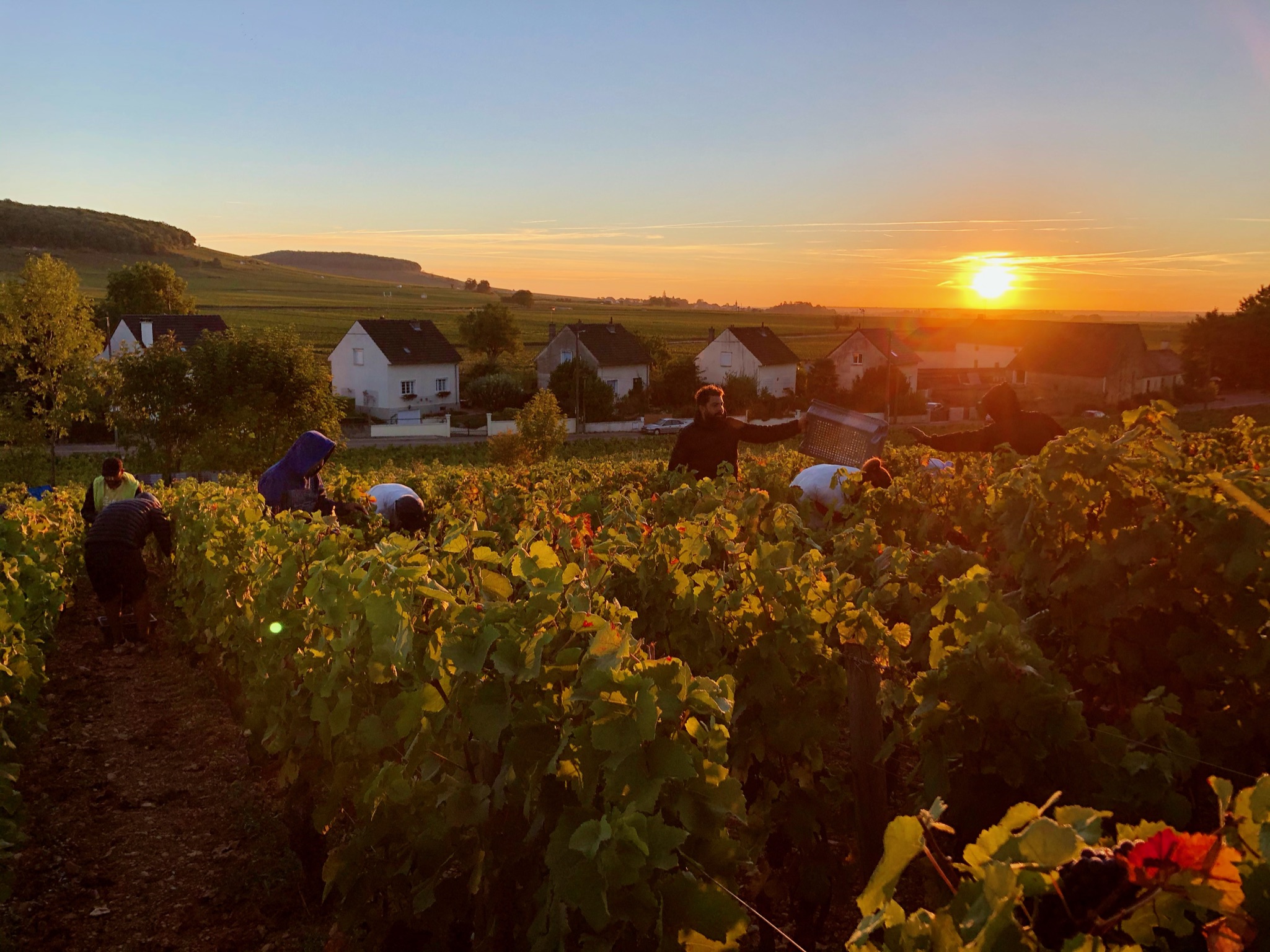 Vignes du Domaine du Chancelier au coucher du soleil
