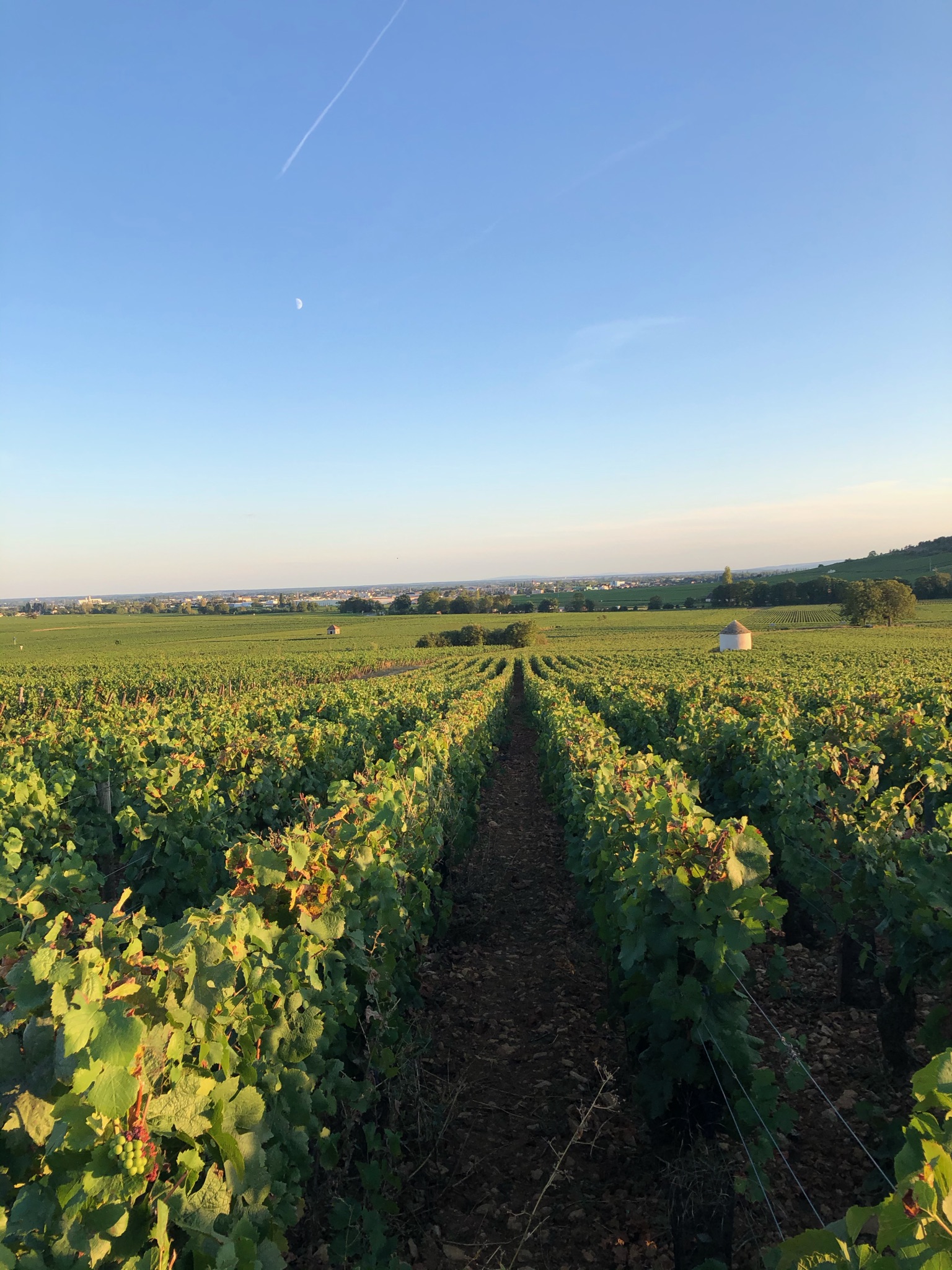Vignes du Domaine du Chancelier, Côte d'Or