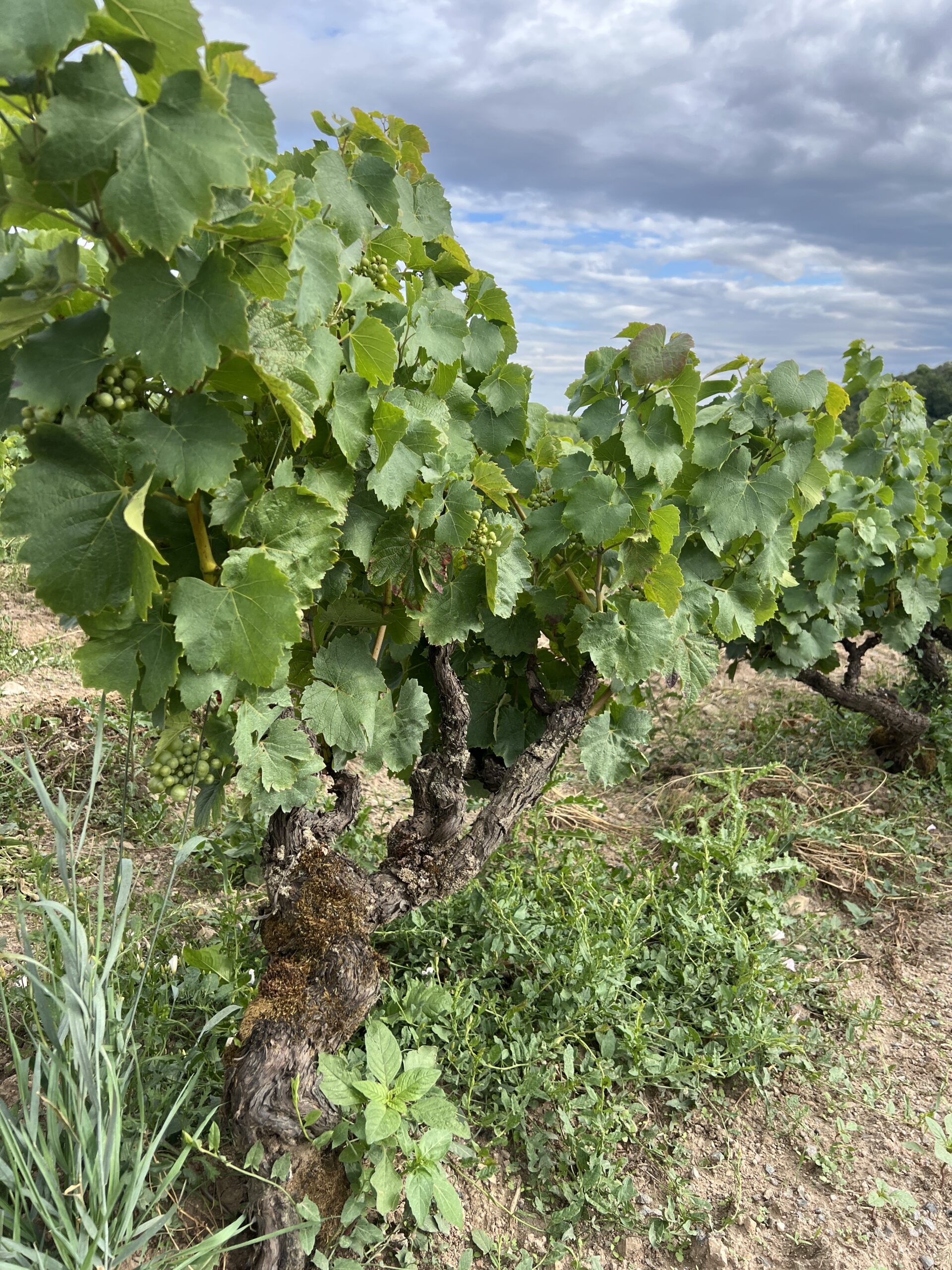 La vigne de Kewin Descombes