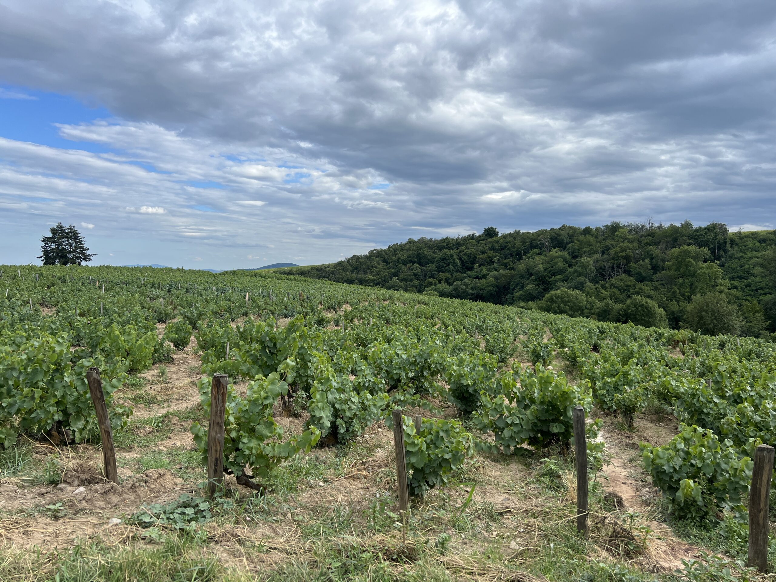 Les vignes de Kewin Descombes à Villié-Morgon