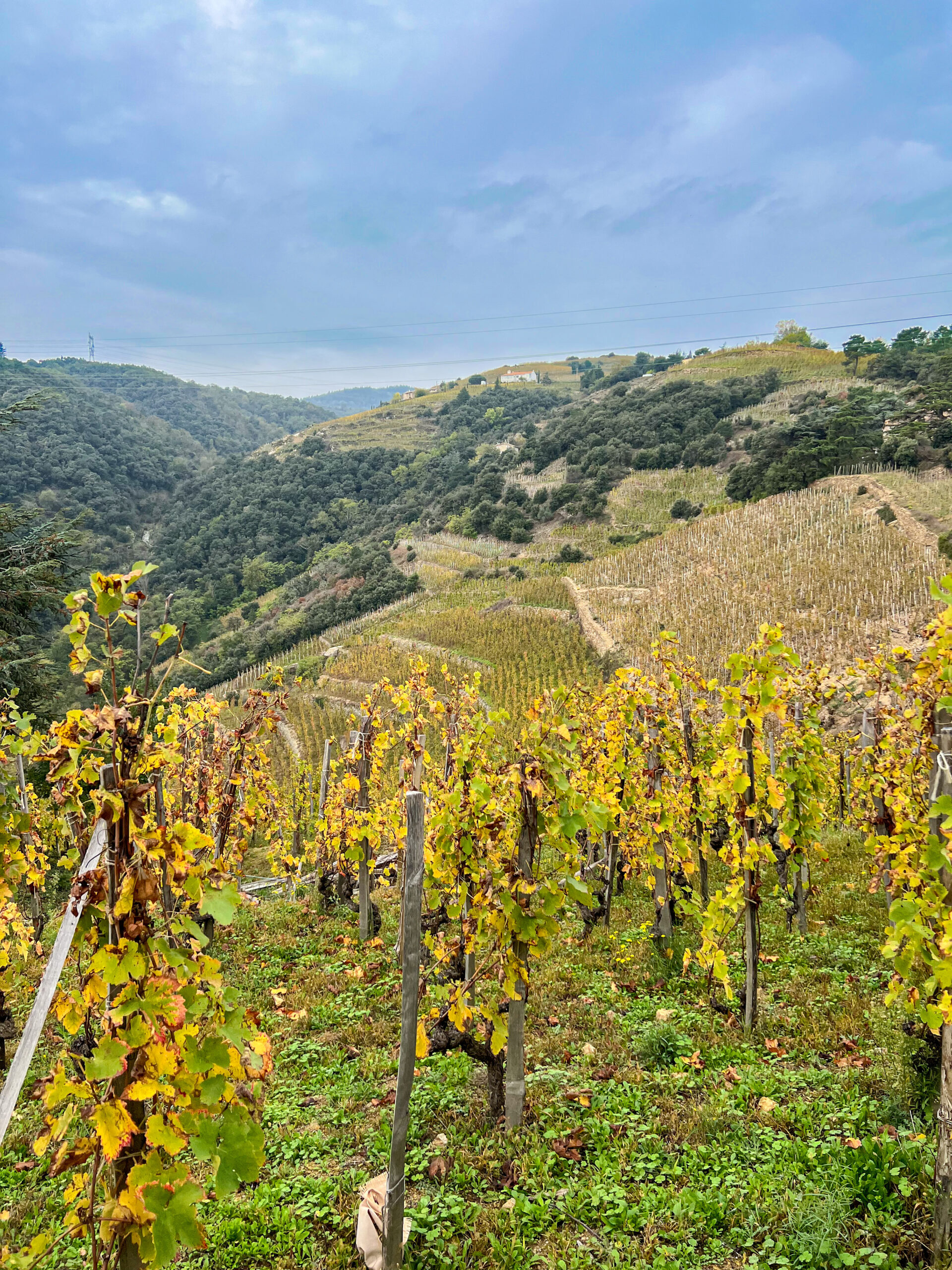 Les coteaux de Cornas vus par Thierry Allemand