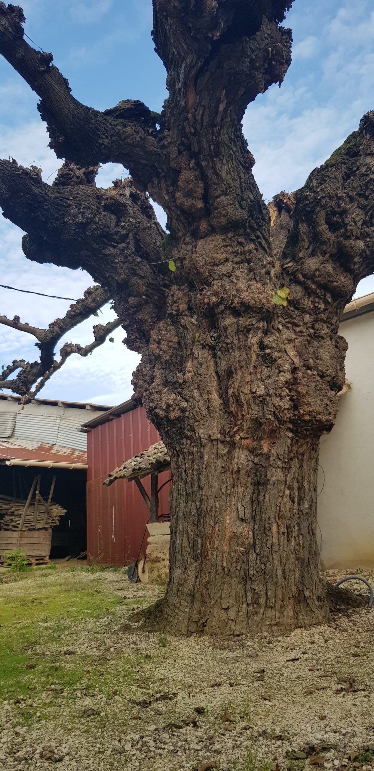 Vieille vigne de syrah sur les coteaux de Crozes-Hermitage