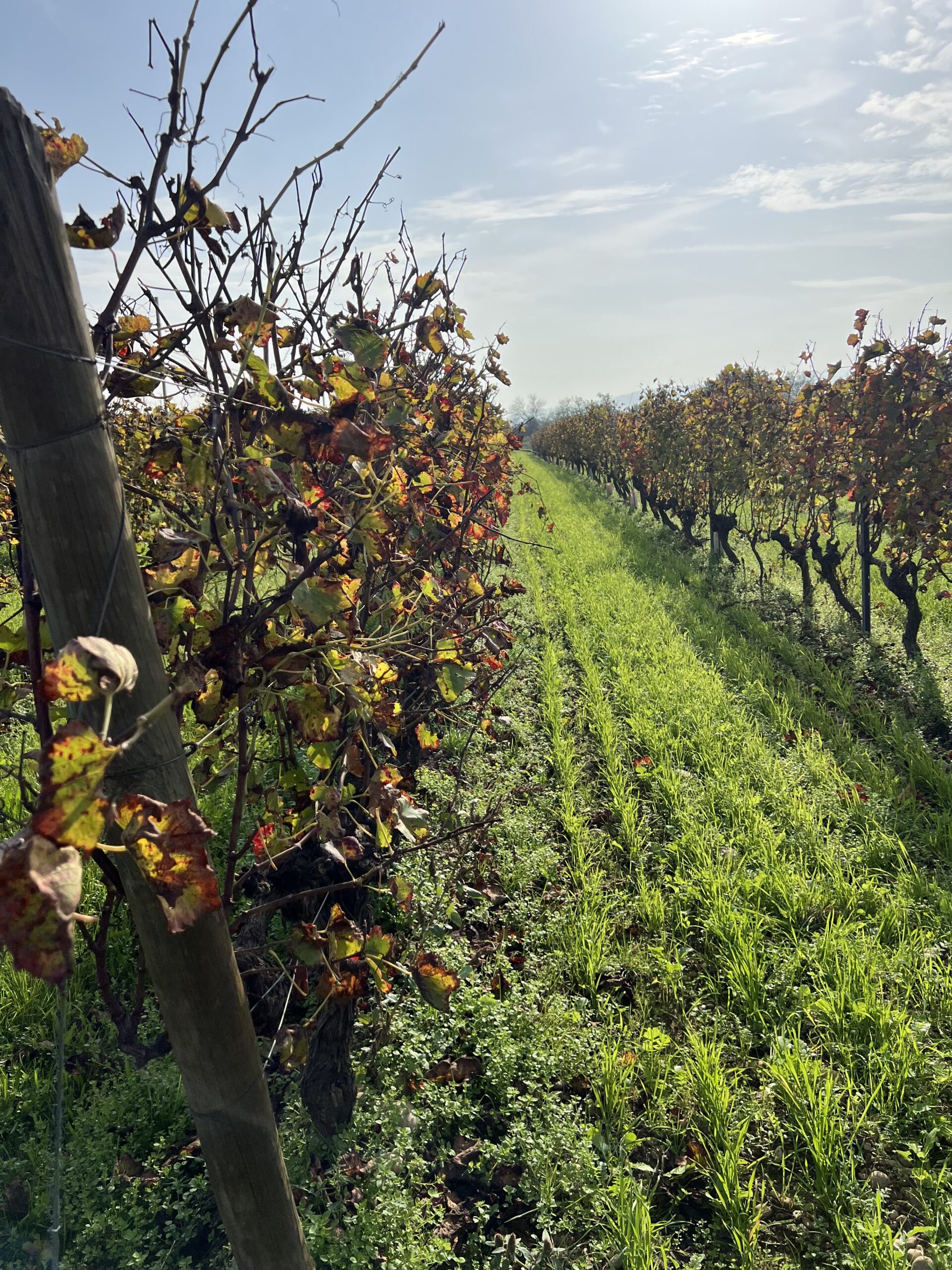 Le secteur des Saviaux, aux sols sableux, à La Roche-de-Glun