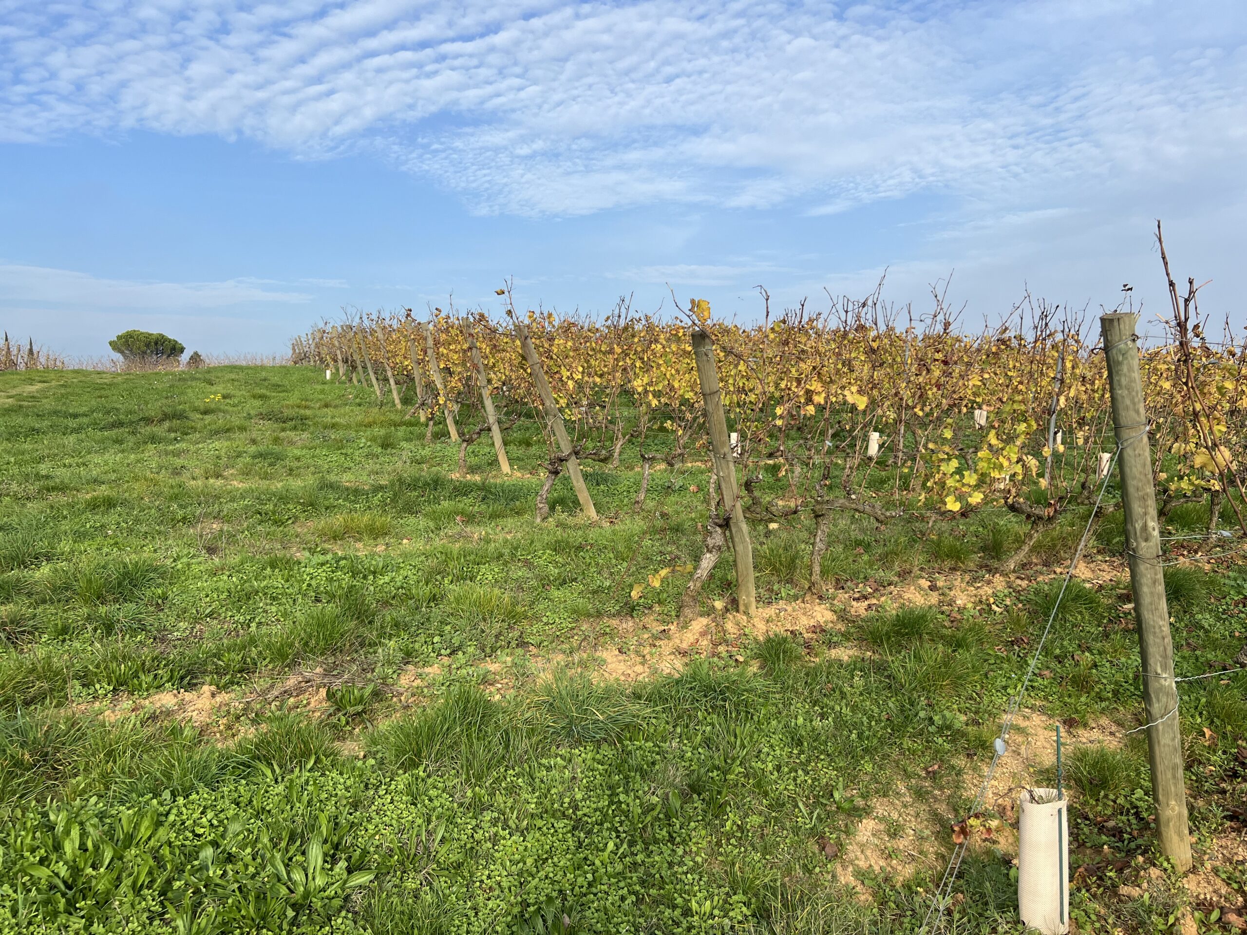 Les vignes du Vieux Mûrier sous les couleurs de l’automne