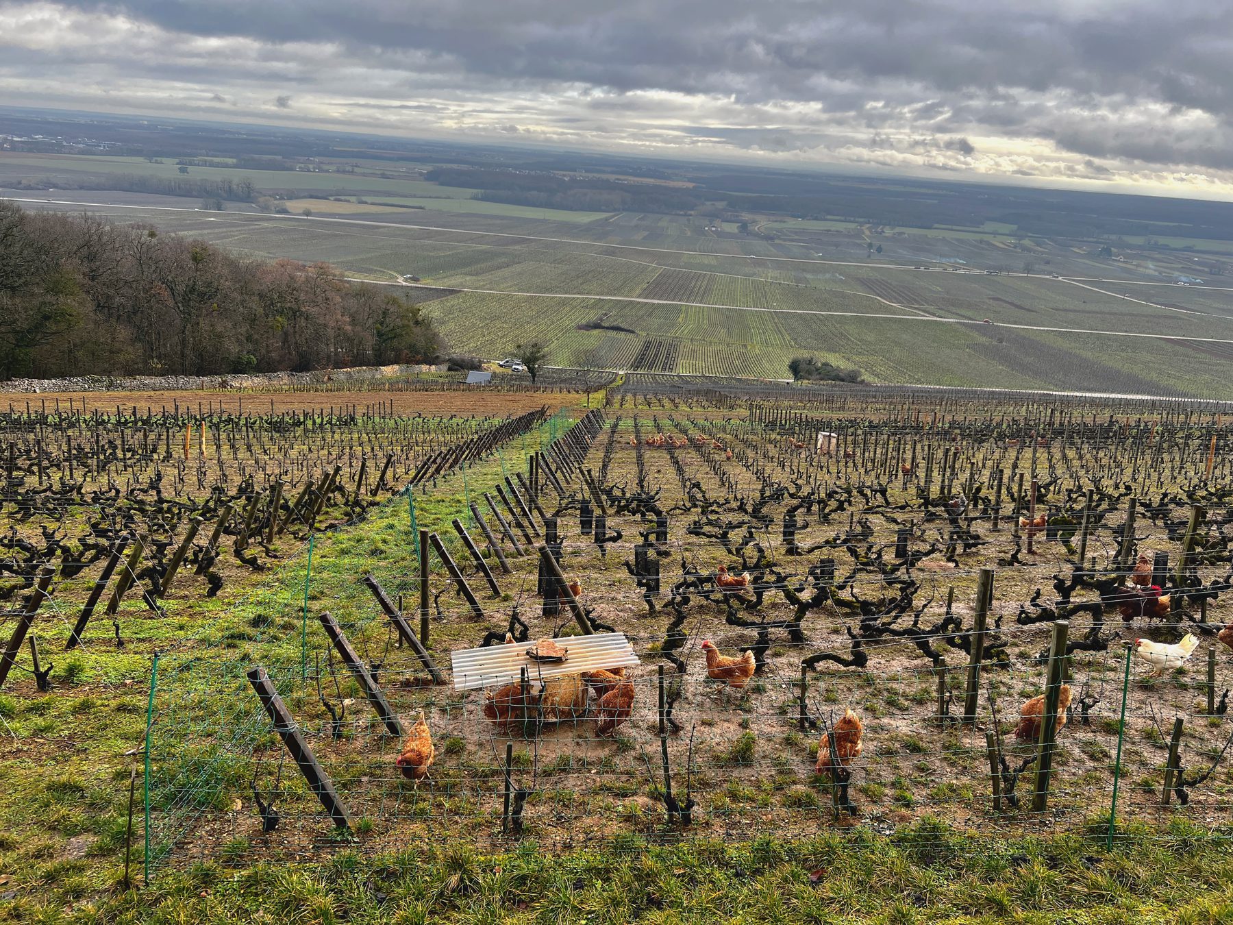 Les poules dans les vignes du Clos des Monts Luisants