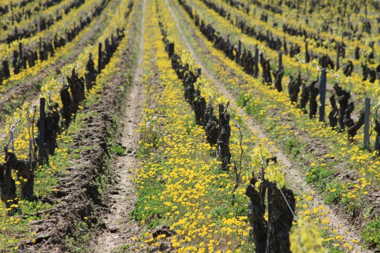 La biodynamie