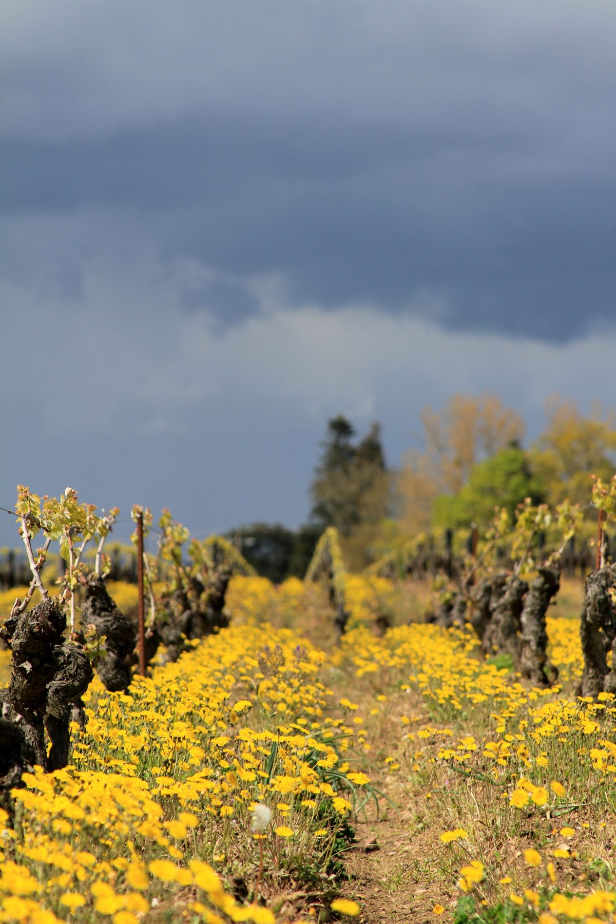 Rangs de vigne enherbés et fleuris