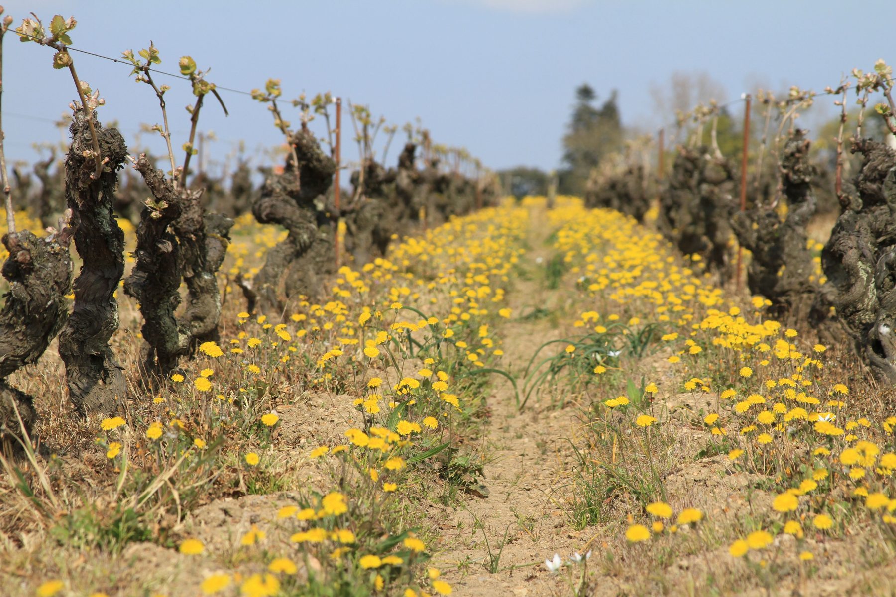 Vignes fleuries au printemps